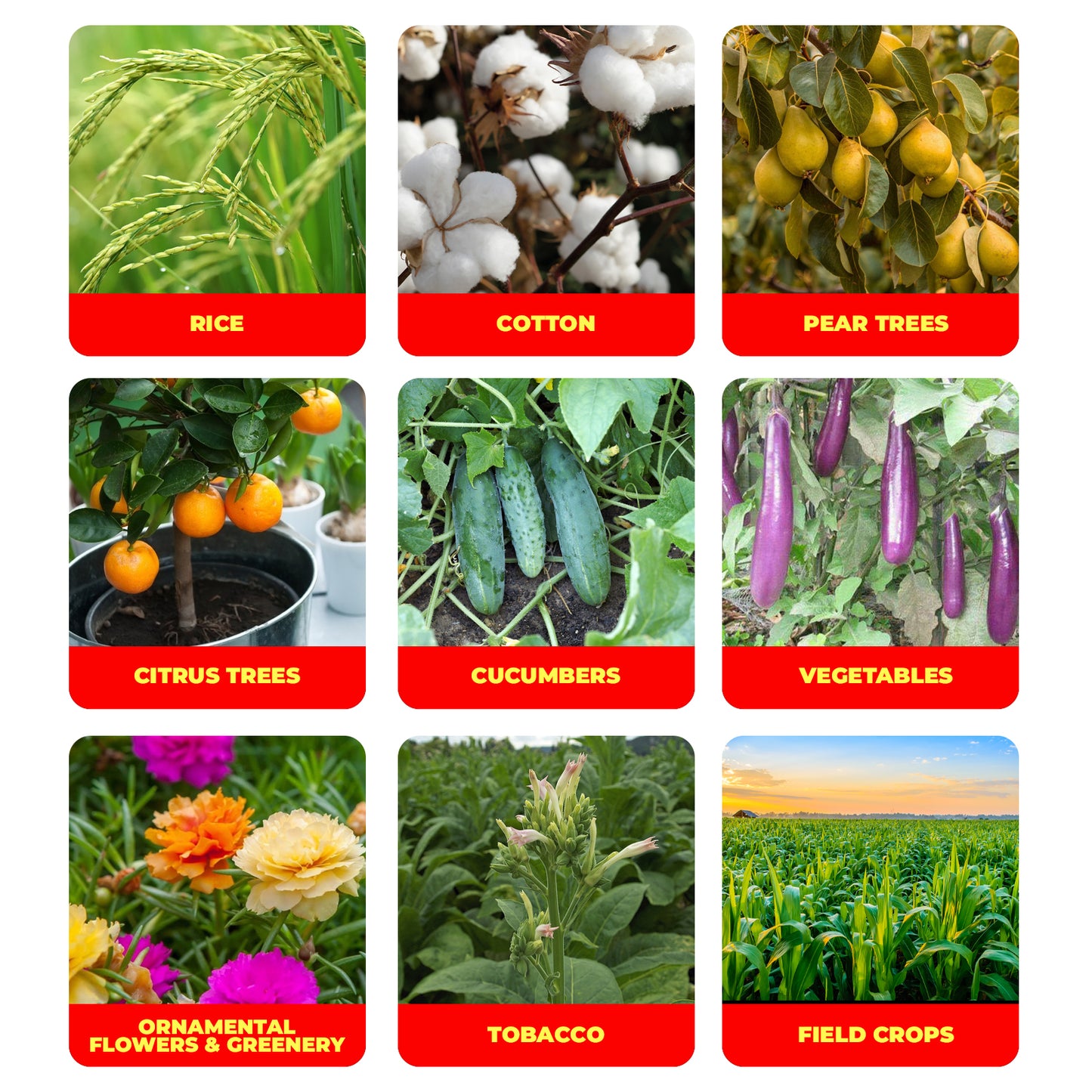 1.8% Abamectin Emulsion Advanced Insect Management Formula for Vegetables, Fruits & Plants