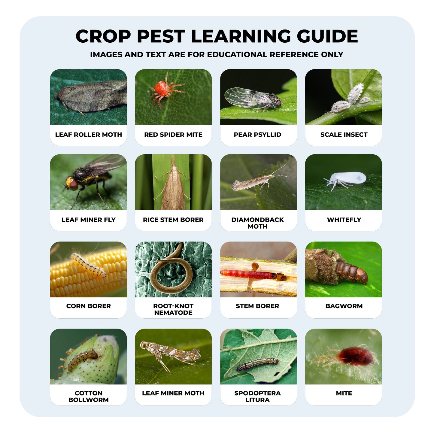 1.8% Abamectin Emulsion Advanced Insect Management Formula for Vegetables, Fruits & Plants